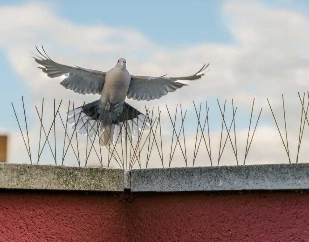 Bird & Pigeon Control (1)