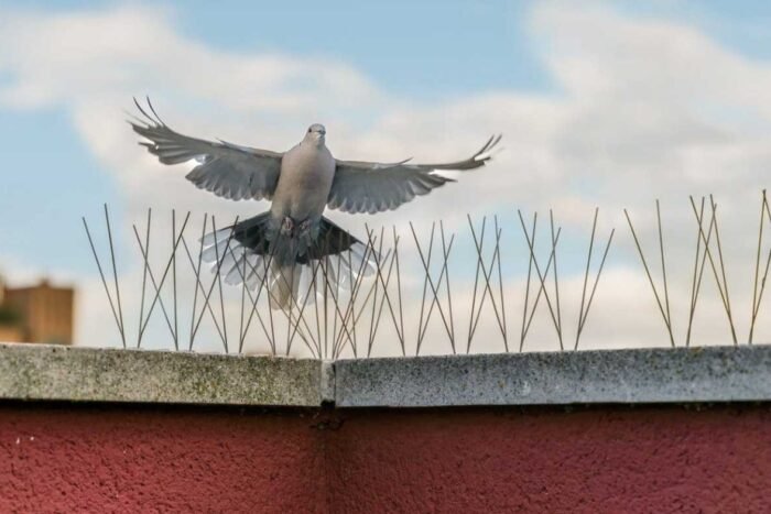 Bird & Pigeon Control (1)