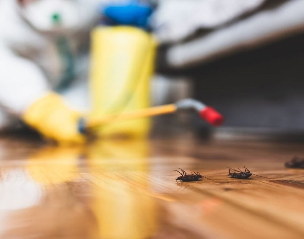 General Pest Solutions (2)